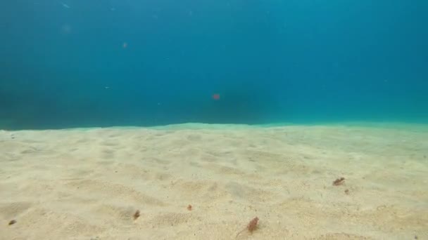 Oceano Azul Fundo Com Fundo Arenoso Branco Raios Sol Subaquáticos — Vídeo de Stock