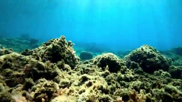 Cena Subaquática Com Rochas Água Azul Oceano — Vídeo de Stock