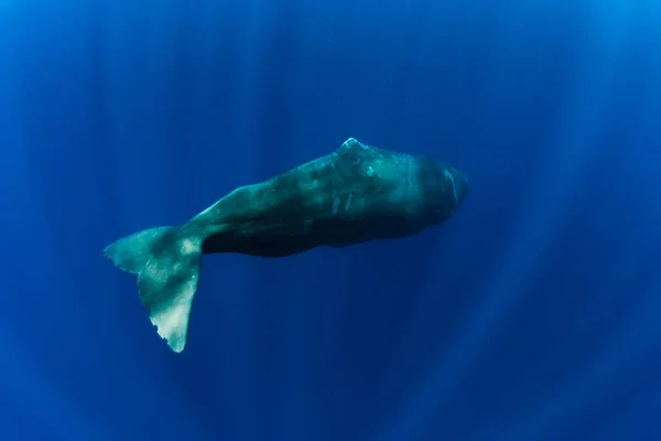 de múltiples fines ácido Competencia Tooth whale fotos de stock, imágenes de Tooth whale sin royalties - Página  2 | Depositphotos