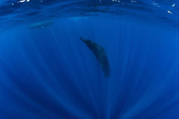 Sperm Baleias Subaquáticas Azul Oceano Profundo Maurício — Fotografia de Stock