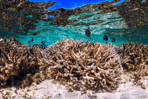 Escena Submarina Con Corales Escuela Peces Océano Tropical — Foto de Stock