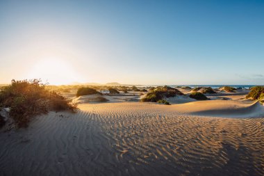 Kum tepeleri ve bitkiler Famara sahilinde, Lanzarote İspanya.