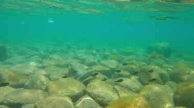 Suyun altında kara balık sürüsü. Denizde saydam su