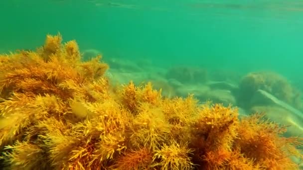Pemandangan Bawah Air Dengan Rumput Laut Laut Transparan — Stok Video