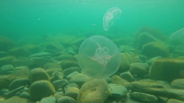 Onderwater Zicht Transparante Zee Met Gelei Vis — Stockvideo