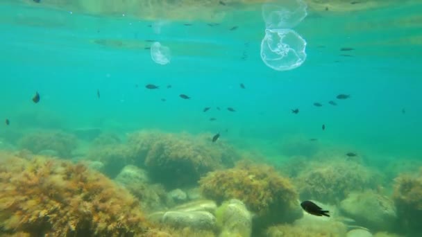 Escola Peixes Pretos Medusas Subaquático Água Transparente Mar — Vídeo de Stock