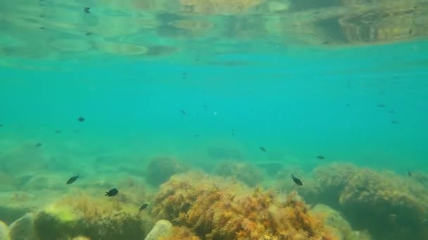 Escola Peixes Negros Subaquático Água Transparente Mar — Vídeo de Stock