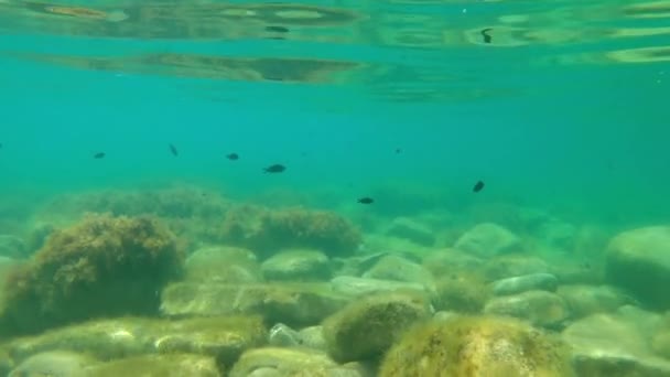 School Black Fish Underwater Transparent Water Sea — Stock Video
