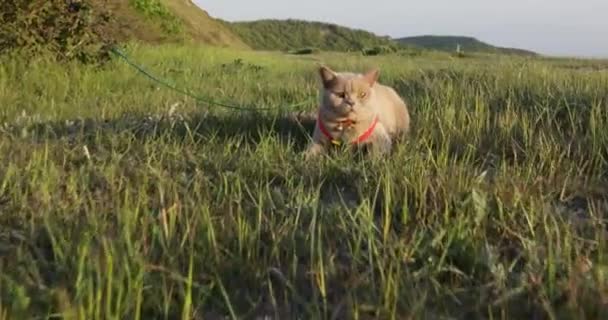 Шотландская Кошка Отдыхает Траве Поводком Открытом Воздухе — стоковое видео