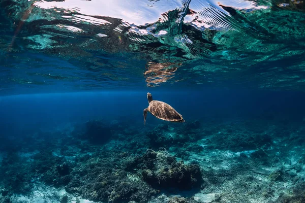 Tartaruga Marina Scivola Sott Acqua Oceano Trasparente — Foto Stock