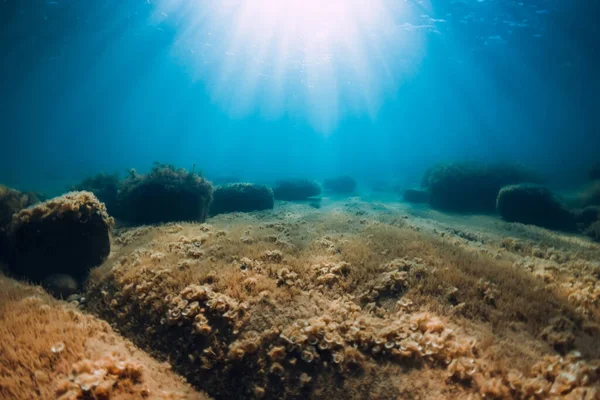 Şeffaf Denizde Taşlarla Yosunlarla Sualtı Görüntüsü Mavi Okyanusta Güneş Işığı — Stok fotoğraf