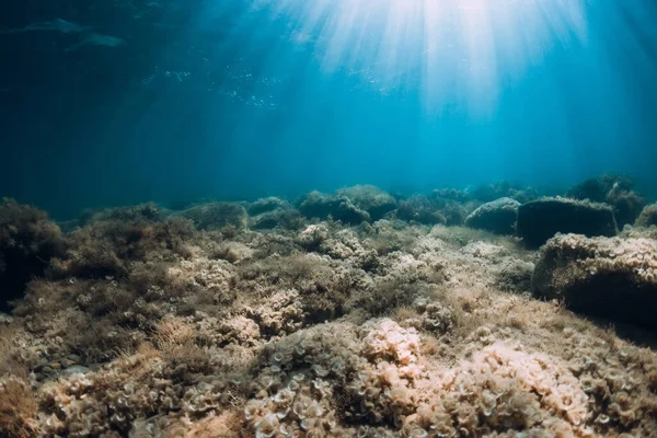 Vista Subaquática Com Pedras Algas Marinhas Mar Transparente Luz Solar — Fotografia de Stock