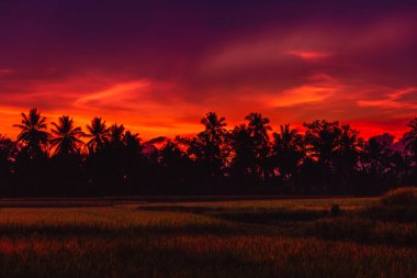 Bali 'de yükselen teraslar ve tropikal palmiyeler gündoğumu veya günbatımı tonlarıyla