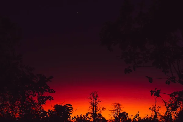 Farbenfroher Heller Sonnenuntergang Oder Sonnenaufgang Mit Baumzweigen Den Tropen — Stockfoto