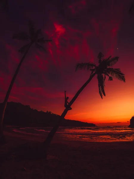 Reisender Mann Sitzt Auf Palme Und Hellem Sonnenuntergang Tropischen Strand — Stockfoto