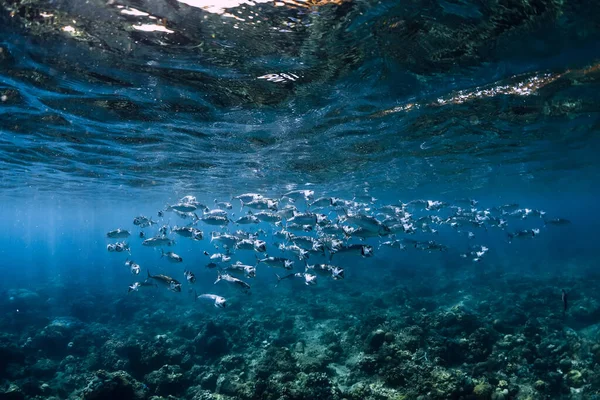 School of tuna fish in transparent ocean. Ocean wild life.