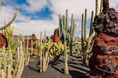 Guatiza köyündeki tropik kaktüs bahçesi, Lanzarote, Kanarya Adaları