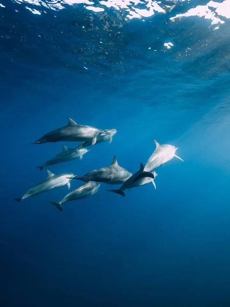 Rodzina Spinner Delfiny Tropikalnym Oceanie Słońcem Delfiny Pływające Pod Wodą — Zdjęcie stockowe