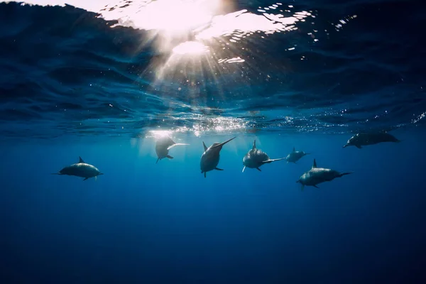 Rodina Delfínů Tropickém Oceánu Slunečním Světlem Delfíni Plavou Pod Vodou — Stock fotografie