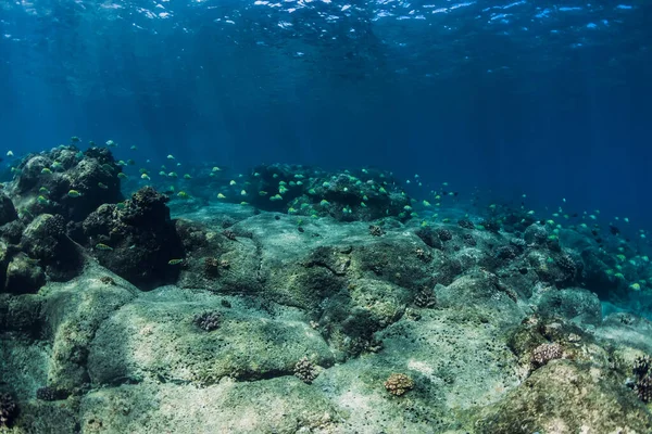 石や熱帯魚の底と水中の景色 — ストック写真