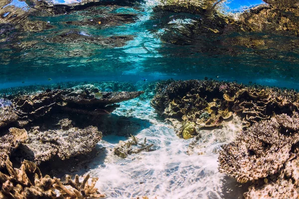 Escena Submarina Con Corales Escuela Peces Mar Tropical — Foto de Stock