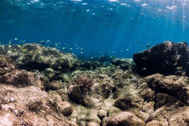 Taşların dibi ve tropikal siyah balıklarla dolu sualtı sahnesi.