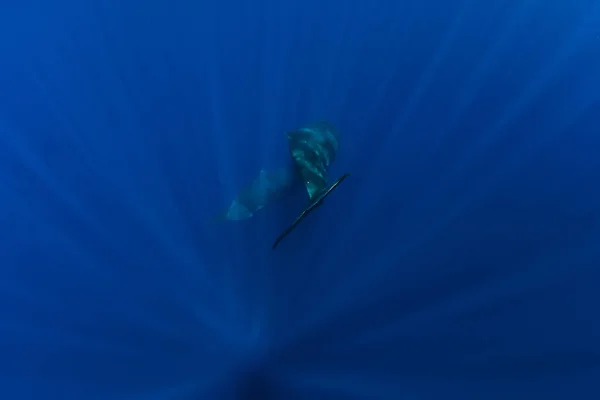 Sperm Whales Dive Ocean Mauritius Tails Whales — Stock Photo, Image