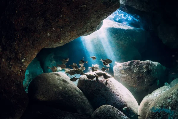 Caverna Subaquática Com Raios Sol Escola Peixes Oceano — Fotografia de Stock