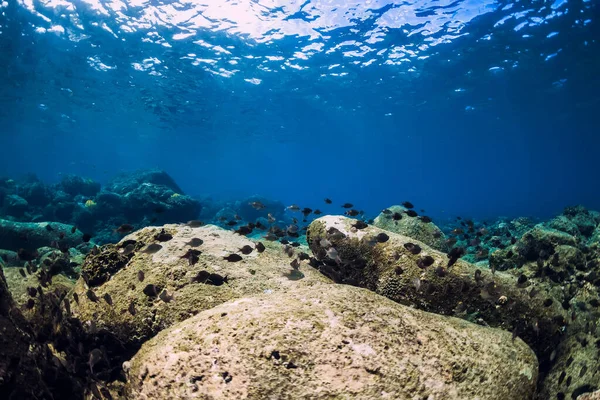 Underwater scene with stones bottom and tropical black fish.