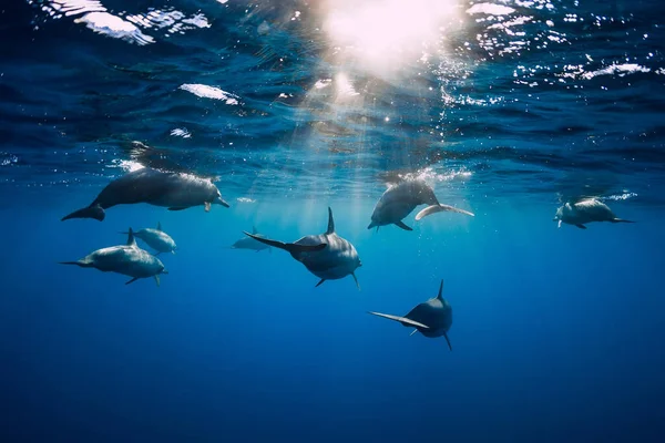 Delfines Bajo Agua Océano Tropical Azul Familia Delfines — Foto de Stock