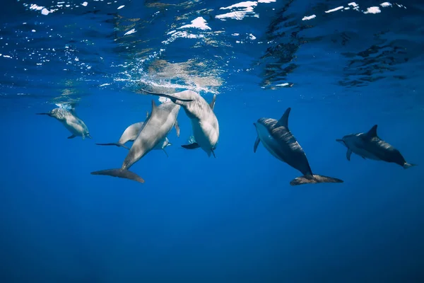 Delfines Bajo Agua Océano Tropical Azul Familia Delfines — Foto de Stock