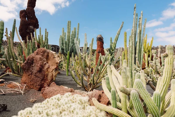 Incroyable Jardin Cactus Lanzarote Île Îles Canaries — Photo