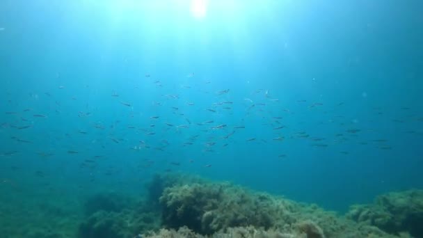 Diepe Zee Met School Vissen Natuur Onder Water Transparant Water — Stockvideo