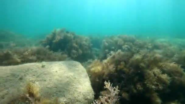 Zee Natuur Onder Water Transparant Water Zwarte Zee — Stockvideo