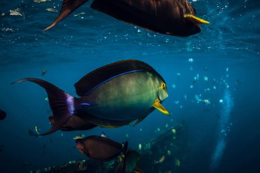 Mavi okyanustaki tropik balık sürüsü. Balıklı sualtı dünyası.