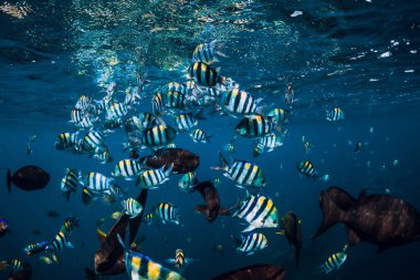 Mavi okyanustaki tropik balık sürüsü. Balıklı sualtı dünyası.