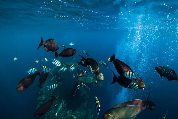 Scuola Pesci Tropicali Nell Oceano Blu Mondo Sottomarino Con Pesci — Foto Stock