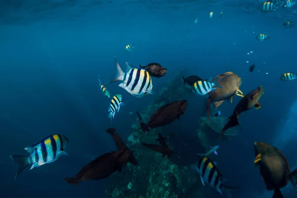 Szkoła Tropikalnych Ryb Błękitnym Oceanie Podwodny Świat Morski Rybami — Zdjęcie stockowe