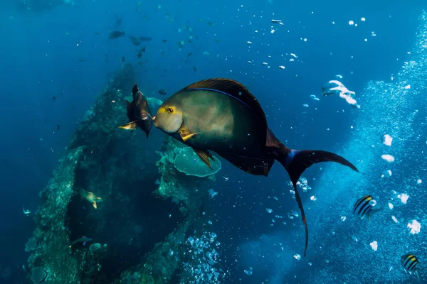 School Tropical Fish Blue Ocean Underwater Sea World Fishes — Stock Photo, Image