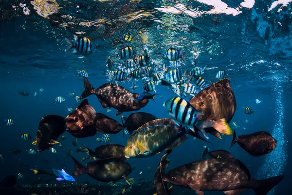 Σχολείο Τροπικών Ψαριών Στον Γαλάζιο Ωκεανό Υποβρύχια Κόσμο Της Θάλασσας — Φωτογραφία Αρχείου