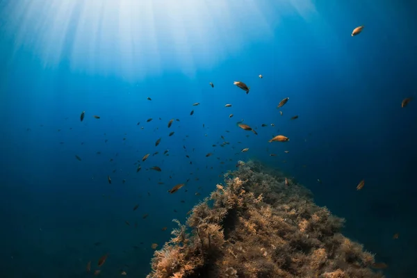 School Van Vissen Wrakken Transparante Blauwe Oceaan Zonlicht — Stockfoto