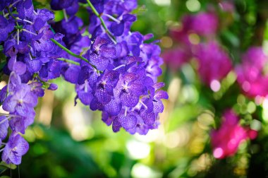 Koyu arkaplanda yeşil yapraklı bir dalı olan bir insan eli.