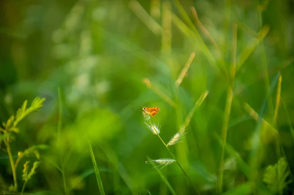 Small Yellow Butterfly Perched Grass Flowers Bright Green Background — Stock Photo, Image