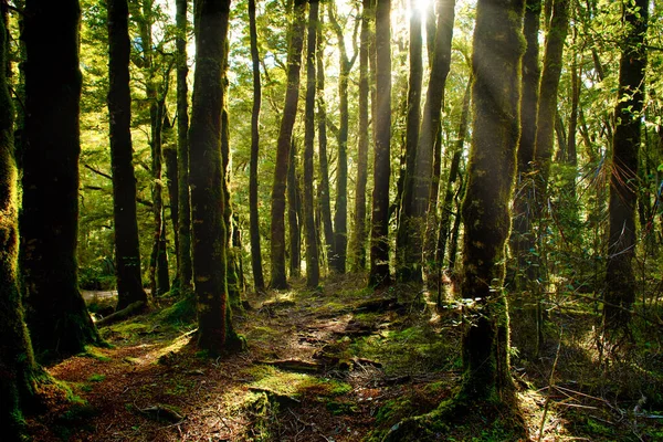 Los Árboles Bosque Lluvioso Verde Fresco Mañana Tienen Luz Del — Foto de Stock