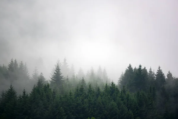 Pineta Nella Valle Mattino Molto Nebbiosa Atmosfera Sembra Spaventosa Tono — Foto Stock