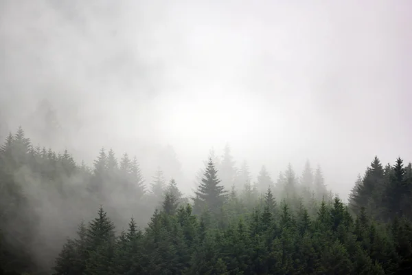 Pineta Nella Valle Mattino Molto Nebbiosa Atmosfera Sembra Spaventosa Tono — Foto Stock