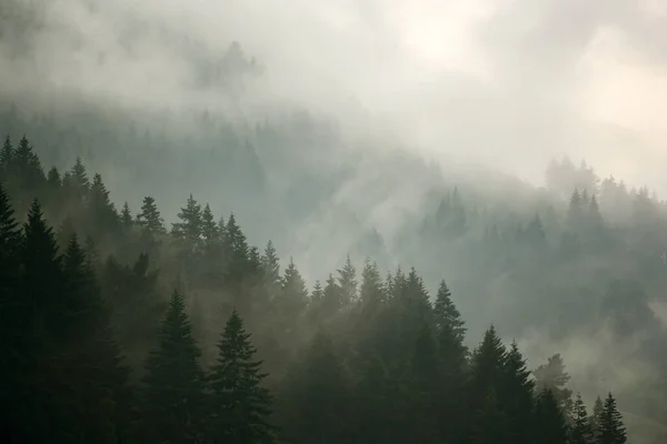 Сосновый Лес Долине Утрам Туманный Атмосфера Выглядит Пугающе Темный Тон — стоковое фото
