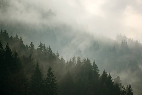 The pine forest in the valley in the morning is very foggy, the atmosphere looks scary. Dark tone and vintage image.