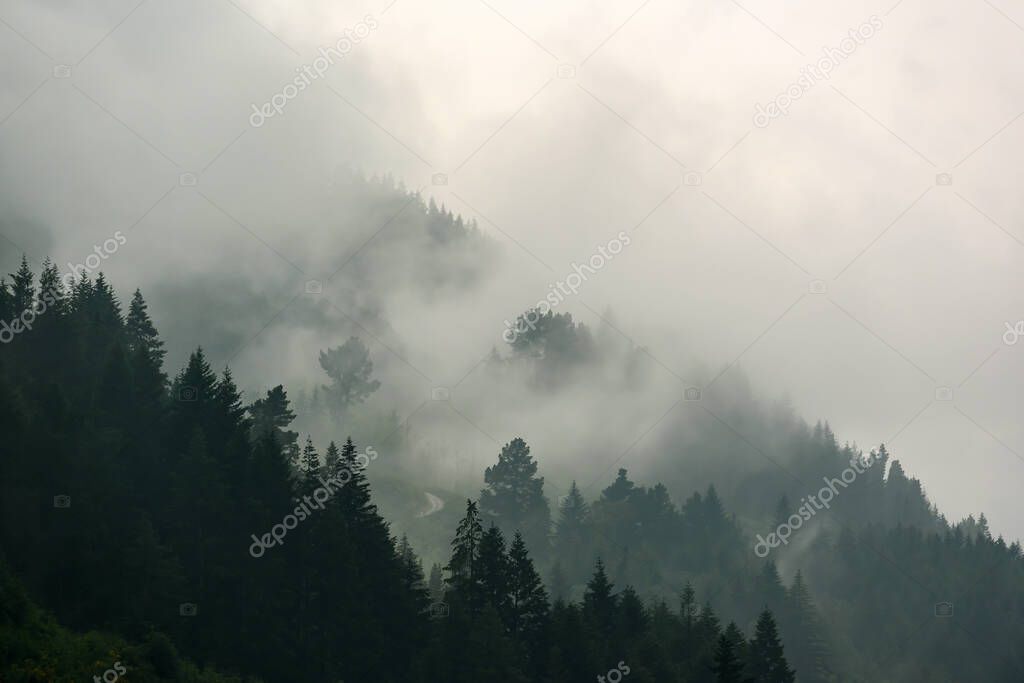 The pine forest in the valley in the morning is very foggy, the atmosphere looks scary. Dark tone and vintage image.