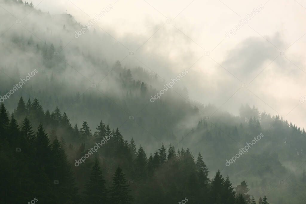 The pine forest in the valley in the morning is very foggy, the atmosphere looks scary. Dark tone and vintage image.